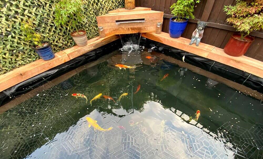 turn you backyard pond into a paradise
